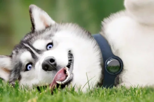 bero-ai-dog_1920x615_acf_cropped